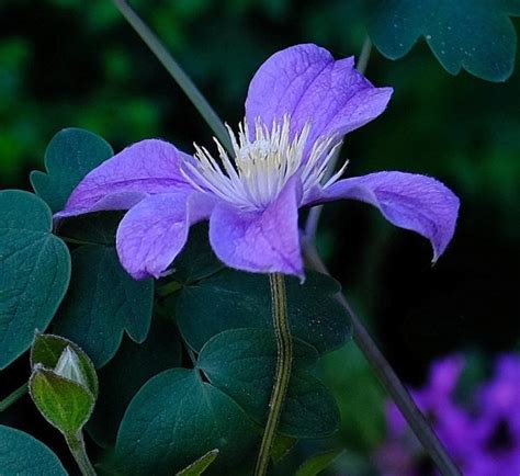 staudenclematis arabella|Staudenclematis Arabella 